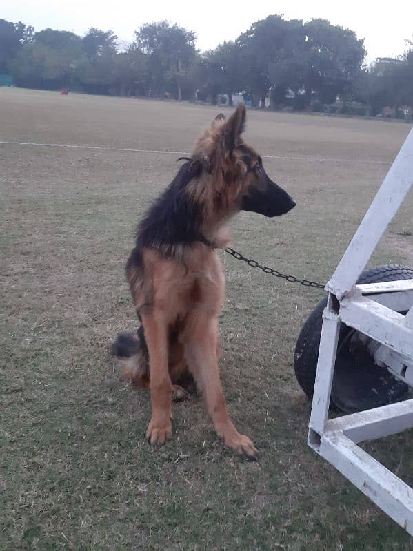 German Shepherd Female 5