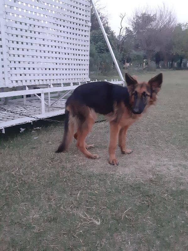 German Shepherd Female 6