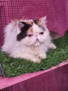 Piki van calico female imported cat available for sale