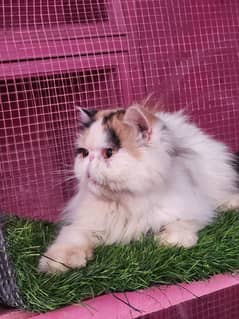 Piki van calico female imported cat available for sale