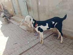 Ablack Bakra bakri