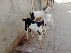 Ablack Bakra bakri urgent sale