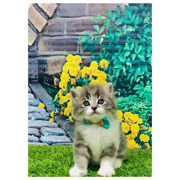 Persian hamalian british punch face piki face cat's and kitten's 2