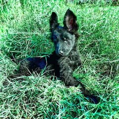 German Shepherd puppy long cote