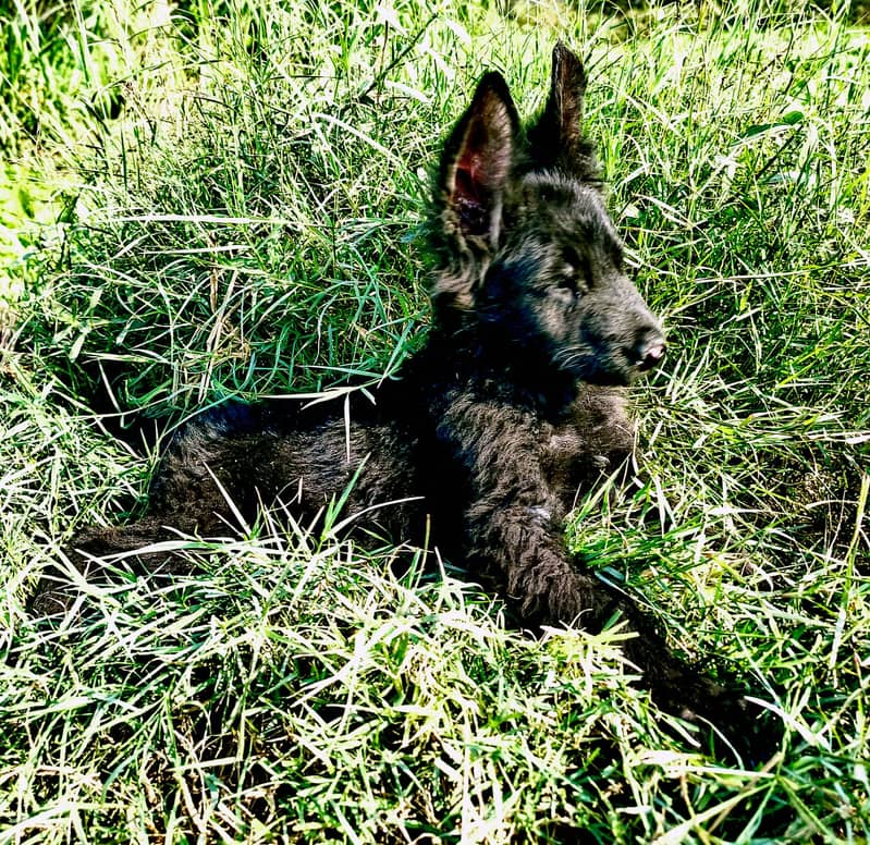 German Shepherd puppy long cote 1