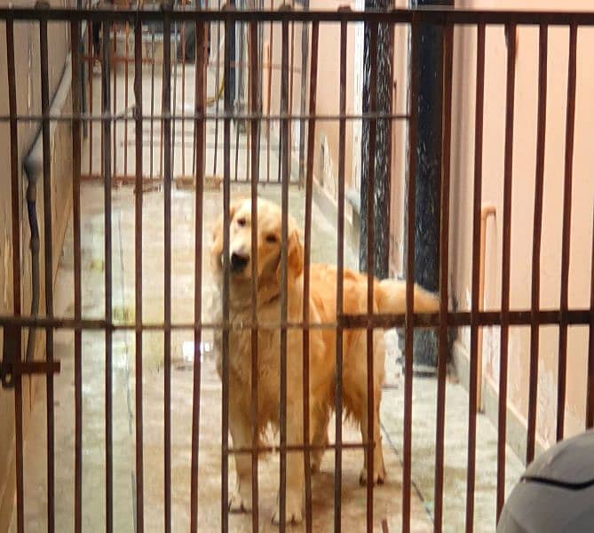 Golden Retreiver 5