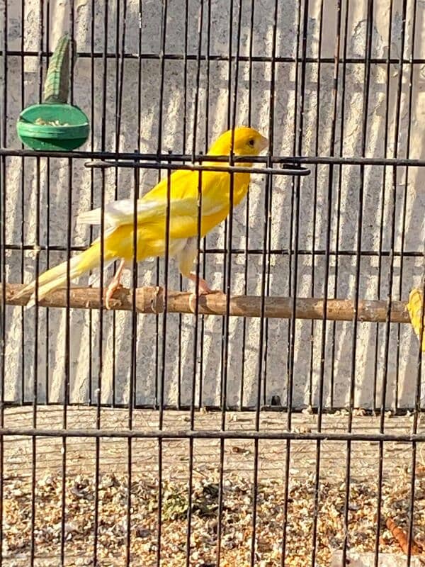 canary singing male available 0