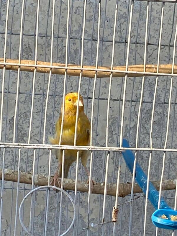 canary singing male available 1