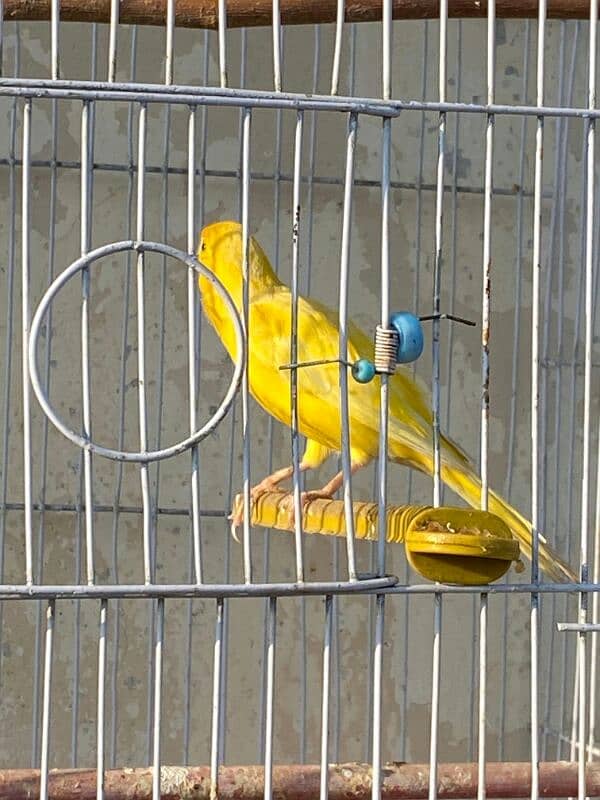 canary singing male available 2