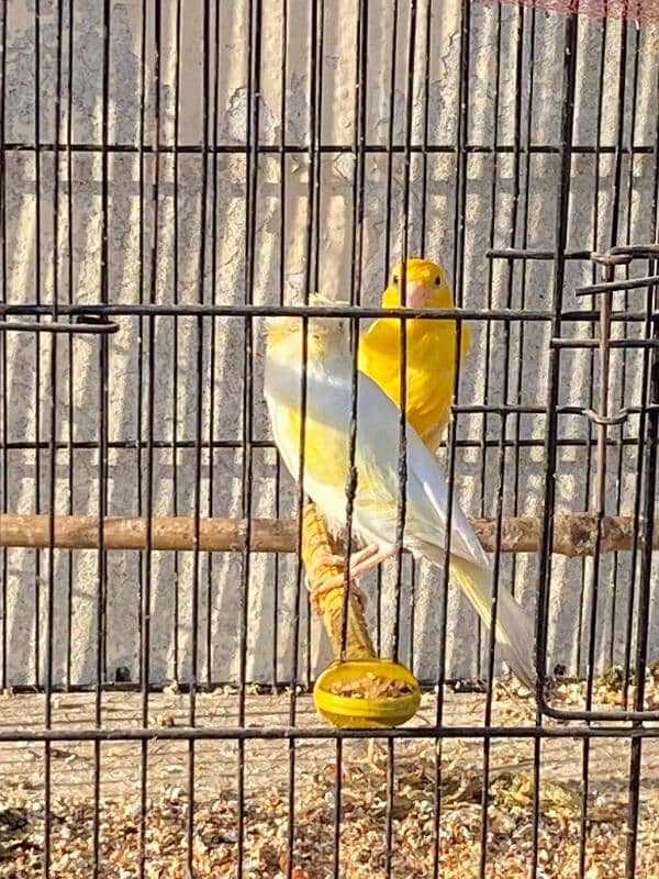 canary singing male available 3