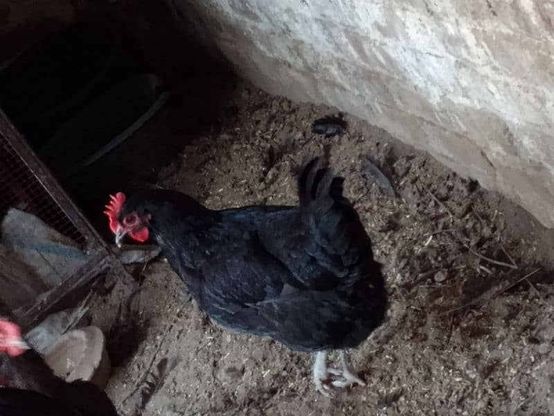 Australorp Hens 0