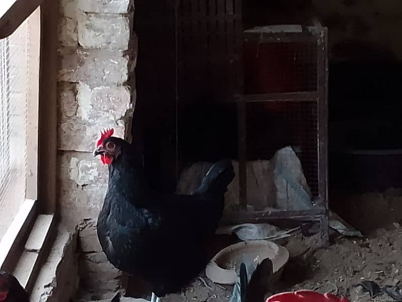 Australorp Hens 1