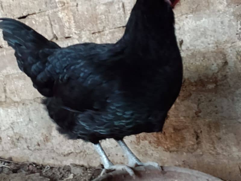 Australorp Hens 2