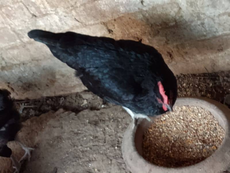 Australorp Hens 3