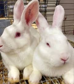 Red eye white rabbit pair with baby