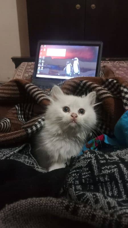 Persian kittens 0