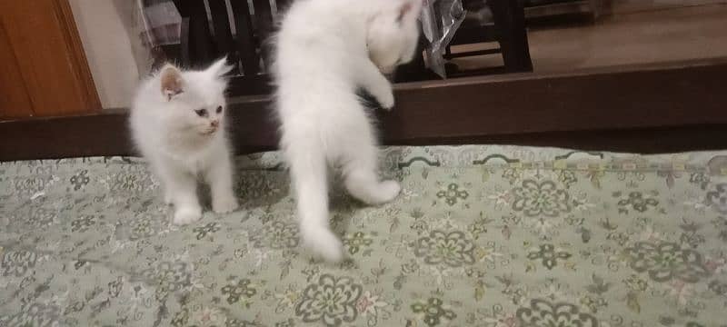 Persian kittens 1