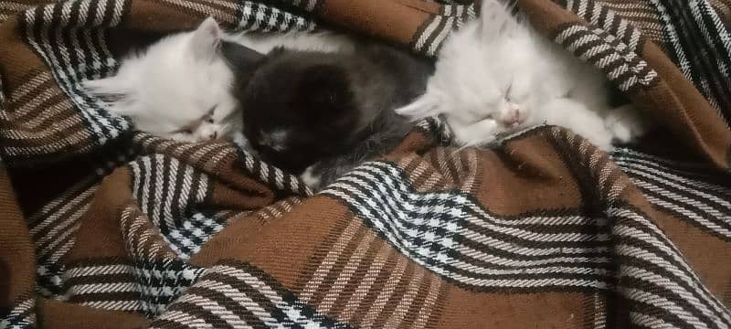 Persian kittens 2