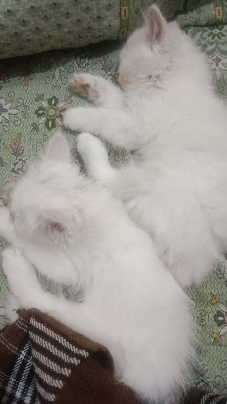 Persian kittens 3