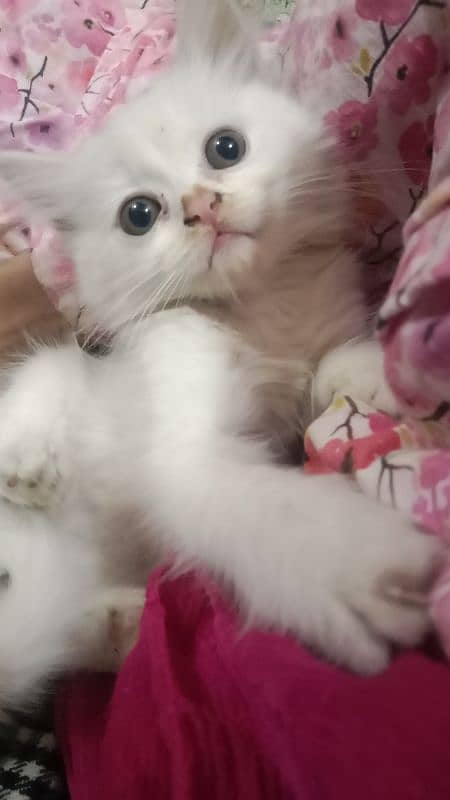 Persian kittens 5