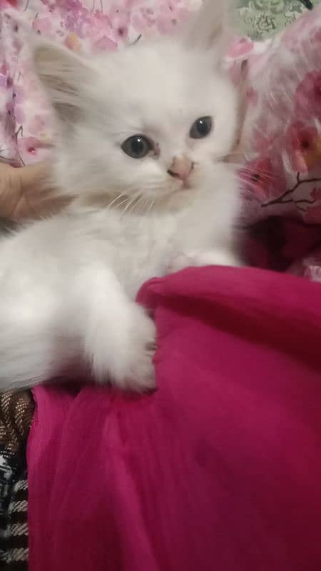 Persian kittens 6