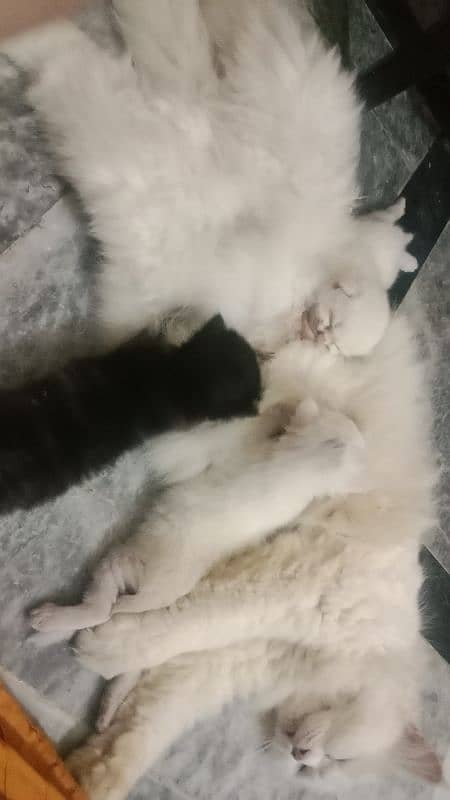 Persian kittens 7