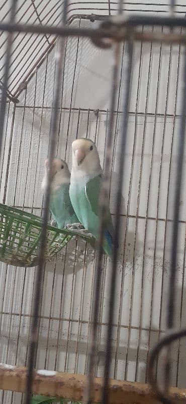 Love birds 3