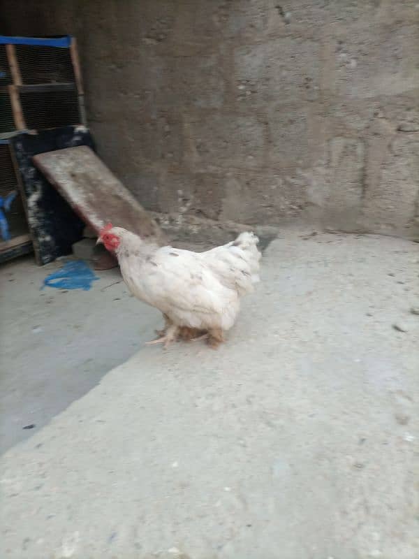 Hen For Sale 0