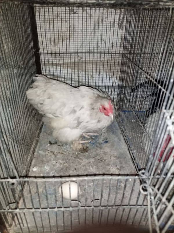 Hen For Sale 1