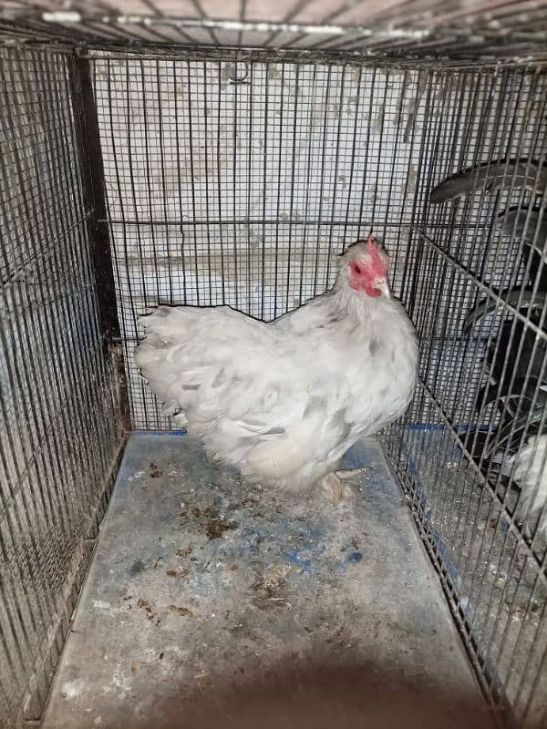 Hen For Sale 2