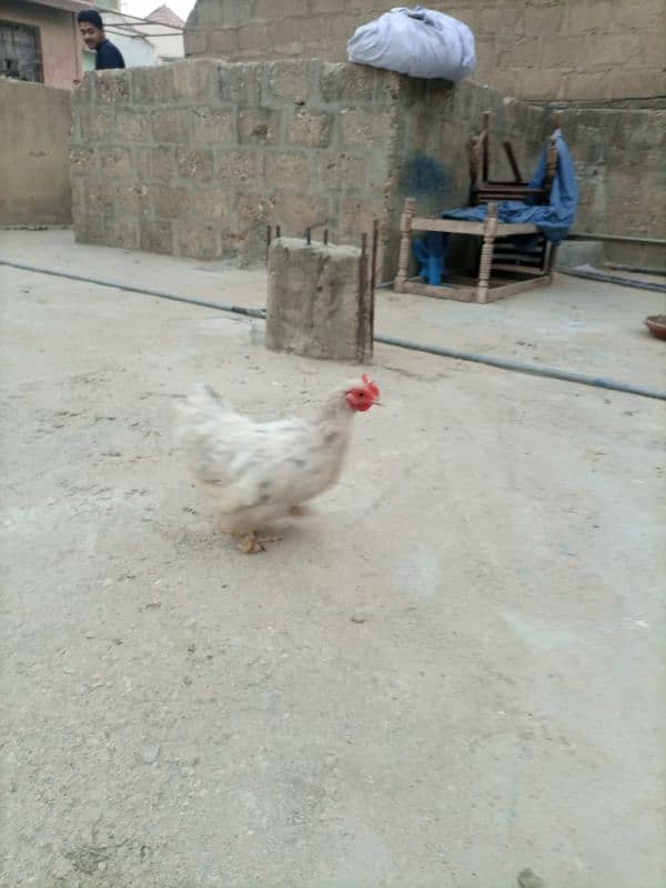 Hen For Sale 3