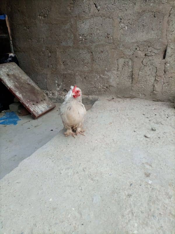 Hen For Sale 4