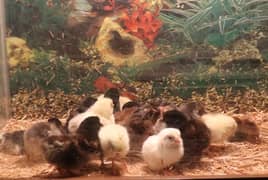 1 day old Aseel chicks 30 chicks available 300rs per chick