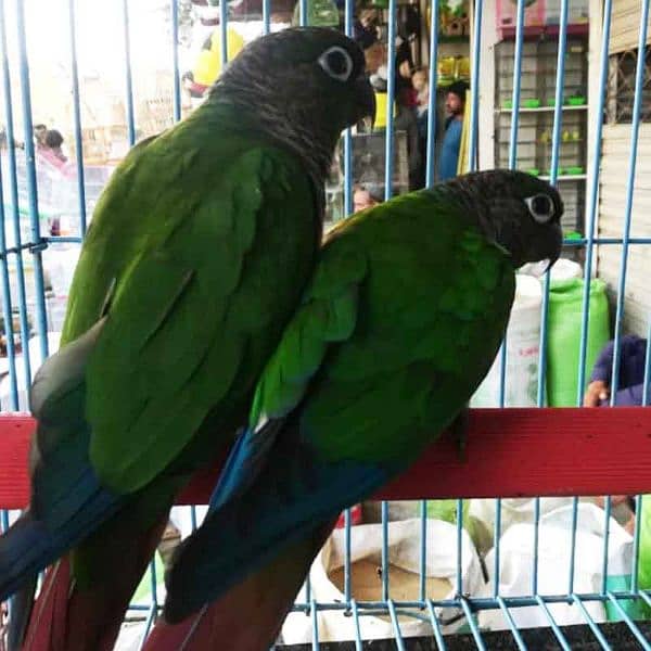 breeder pairs and Adults pieces of green chick conure available 0