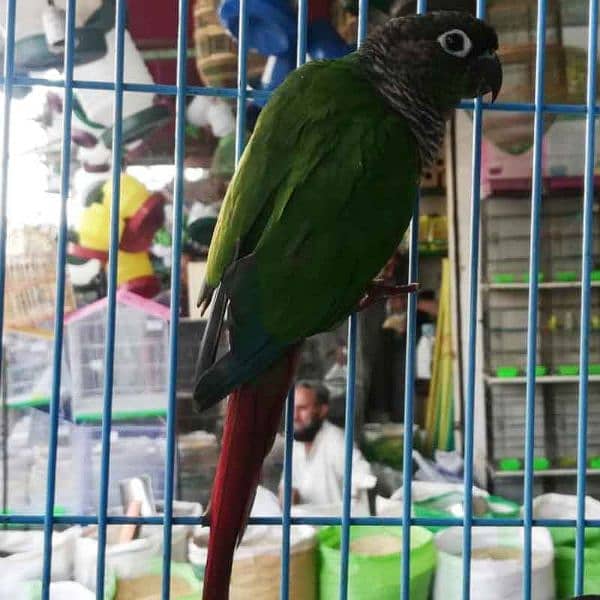 breeder pairs and Adults pieces of green chick conure available 1