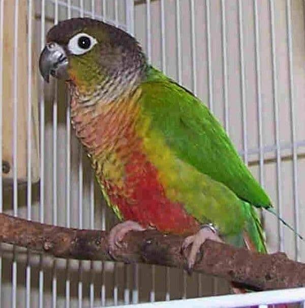 breeder pairs and Adults pieces of green chick conure available 2