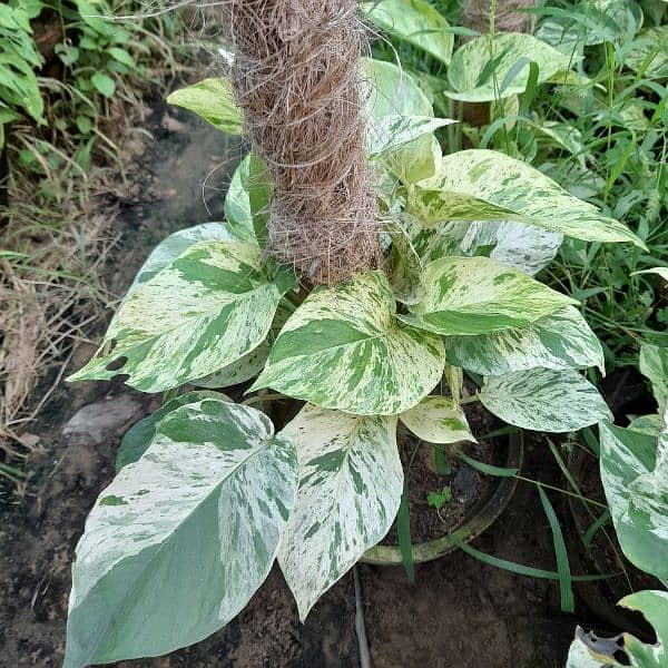 Snow Queen (pothos, money Plant) 9