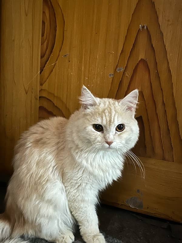 Persian Cat for Sale (Gold Color) 1