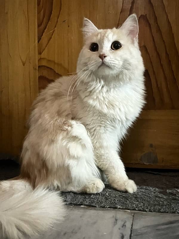 Persian Cat for Sale (Gold Color) 2