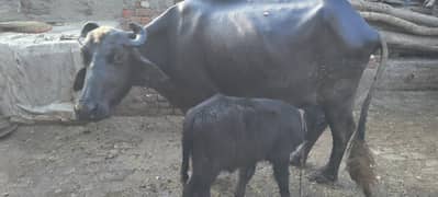 Neeli Buffalo Masha Allah