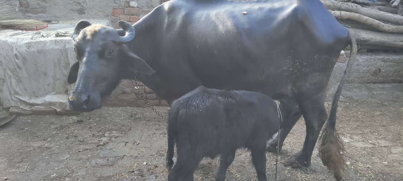 Neeli Buffalo Masha Allah 0