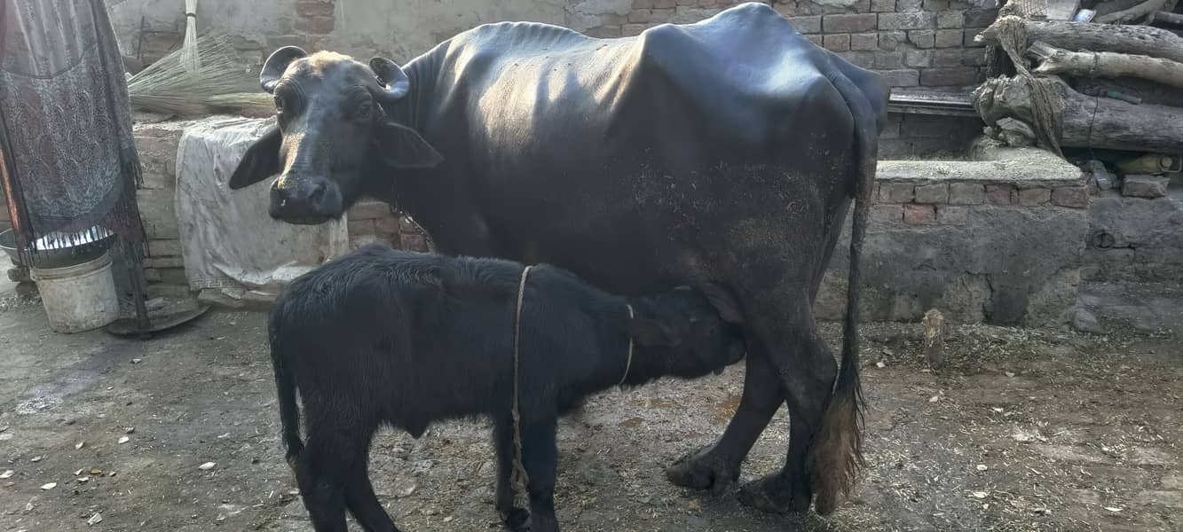 Neeli Buffalo Masha Allah 1