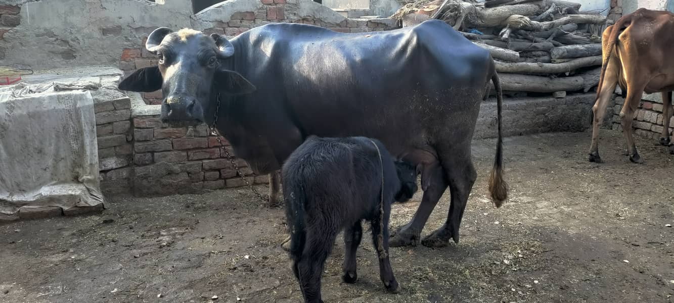 Neeli Buffalo Masha Allah 2