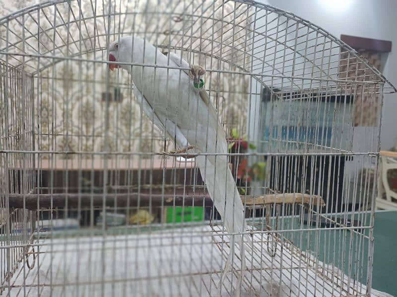 white ringneck male with DNA 4