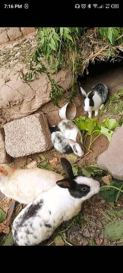 rabbits (bunnies) for sale