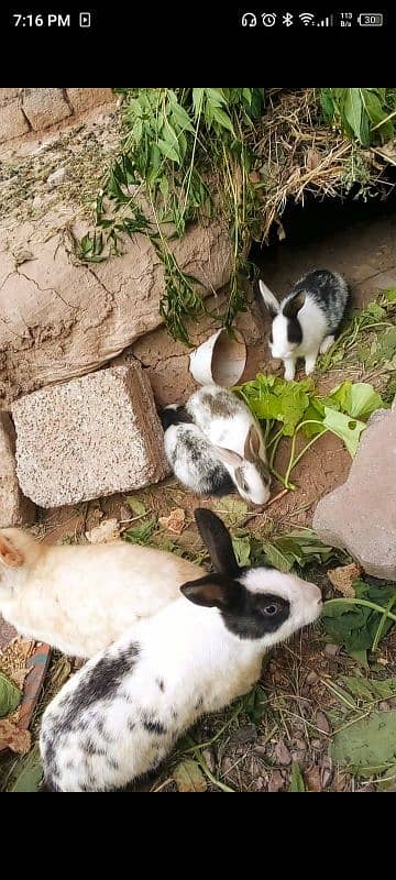 rabbits (bunnies) for sale 0