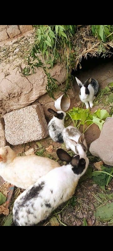 rabbits (bunnies) for sale 1