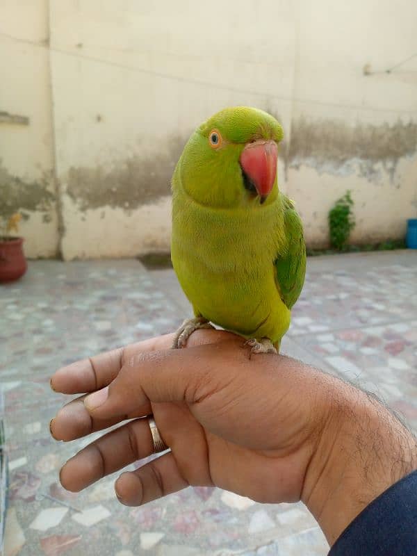 hand tam female face to face bolne wali 0