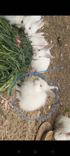 angora