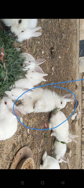 angora  2 male new zeland whait 2  female 1